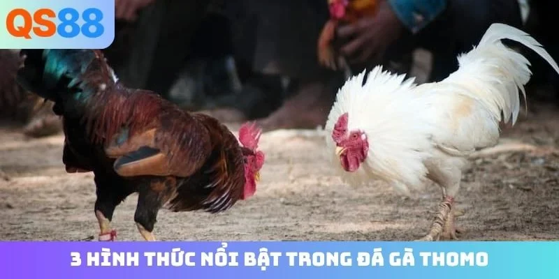 3 hình thức nổi bật trong đá gà Thomo