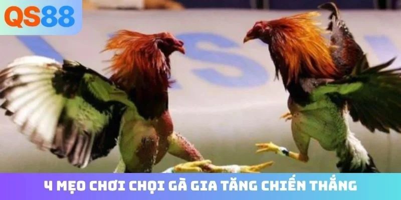 4 mẹo chơi chọi gà gia tăng chiến thắng