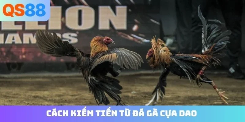 Cách kiếm tiền từ đá gà cựa dao