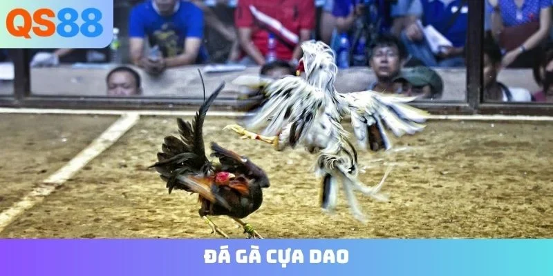 đá gà cựa dao