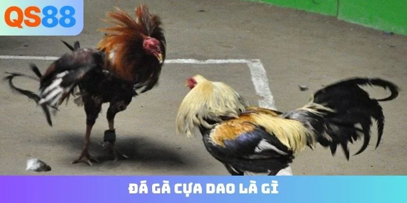 Đá gà cựa dao là gì?