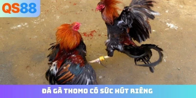 Đá gà Thomo có sức hút riêng