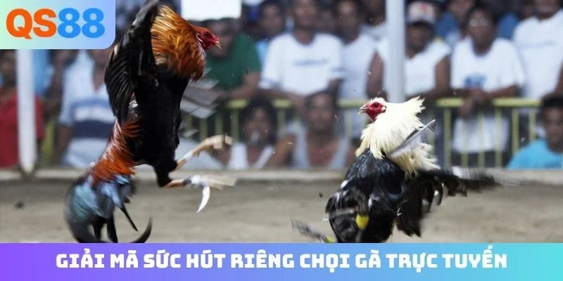 Giải mã sức hút riêng chọi gà trực tuyến