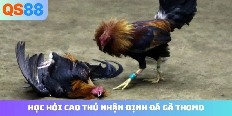 Học hỏi cao thủ nhận định đá gà Thomo