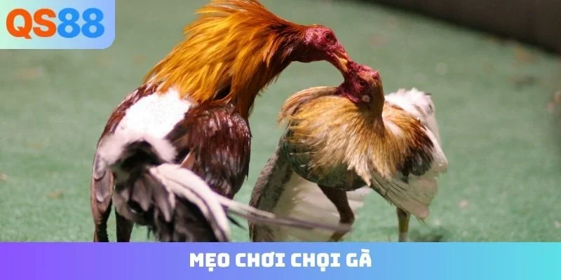 mẹo chơi chọi gà