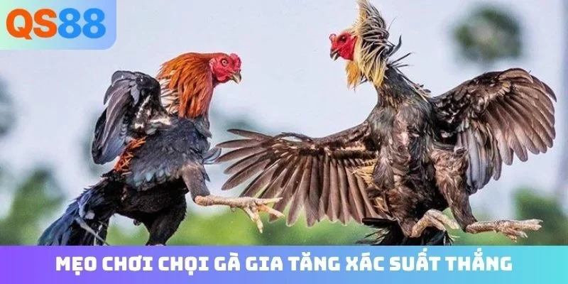 Mẹo chơi chọi gà gia tăng xác suất thắng