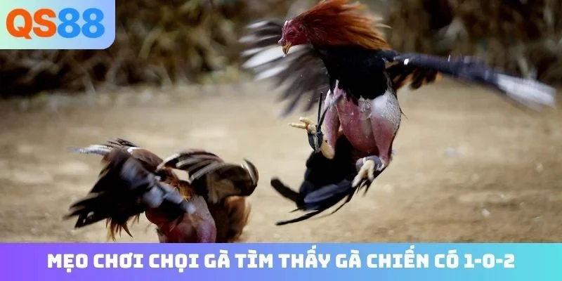 Mẹo chơi chọi gà tìm thấy gà chiến có 1-0-2