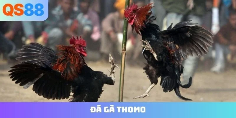 đá gà thomo