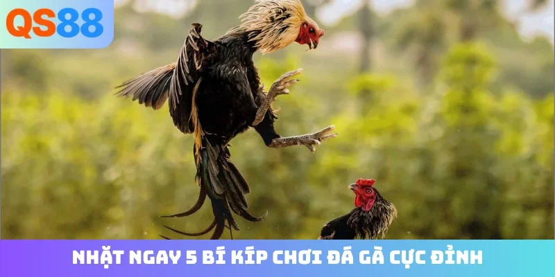 Nhặt ngay 5 bí kíp chơi đá gà cực đỉnh