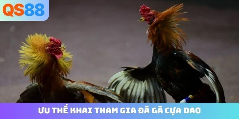 Ưu thế khai tham gia đá gà cựa dao